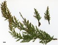 SpeciesSub: var. stephensonii